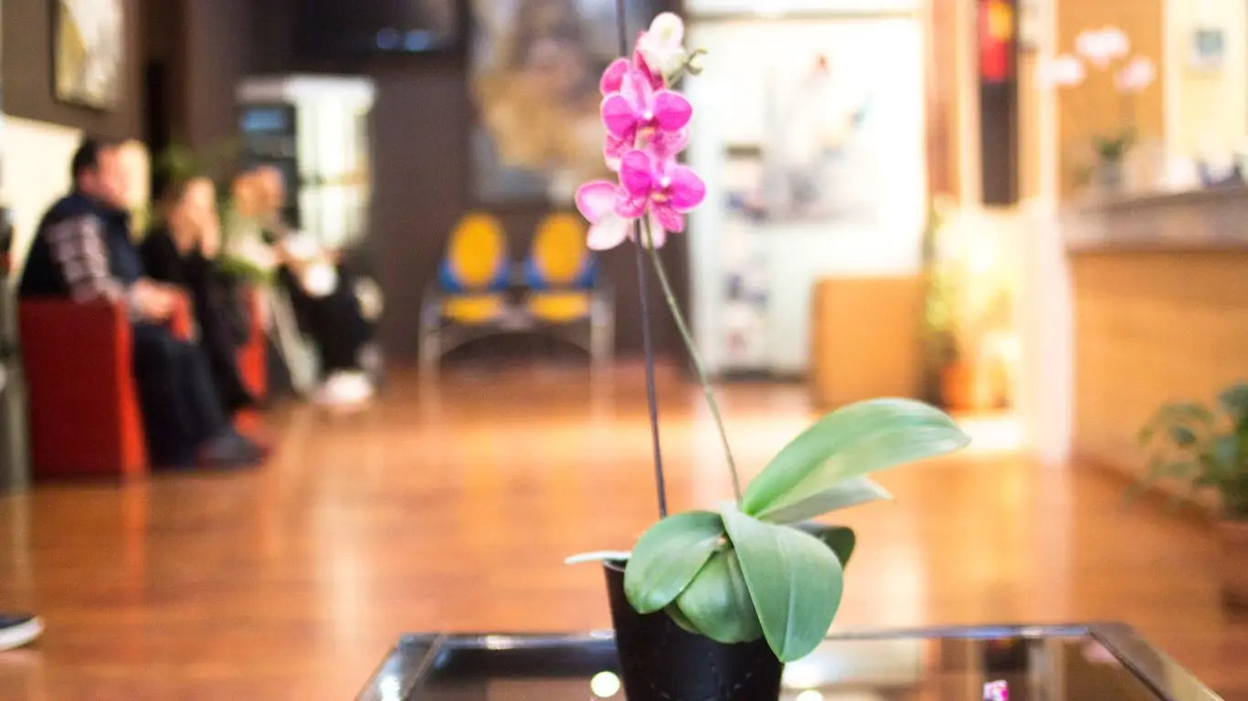 Pinkene Orchidee in schwarzem Topf im Collection Wartezimmer und Empfänge
